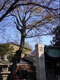 エノキの木の写真