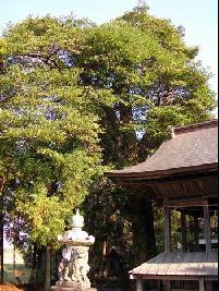 タブノキの木の写真