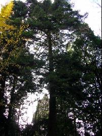 カヤの木の写真