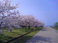 琵琶湖と桜