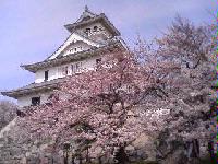 長浜城と桜