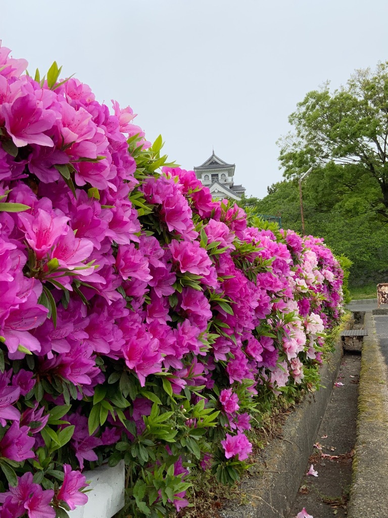 豊公園のツツジ
