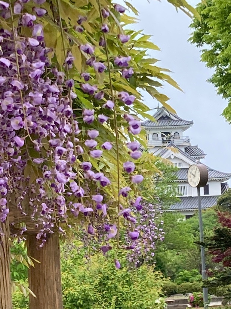 豊公園のフジ
