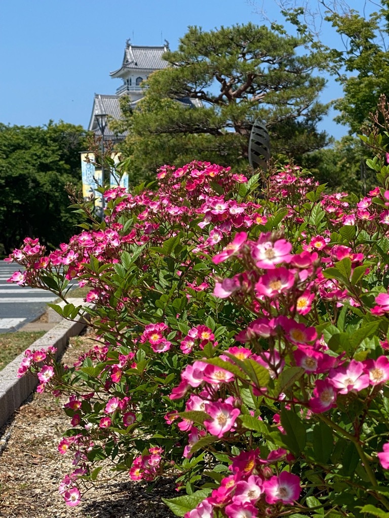 豊公園のバラと長浜城歴史博物館