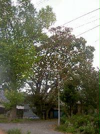 ケヤキの木の写真
