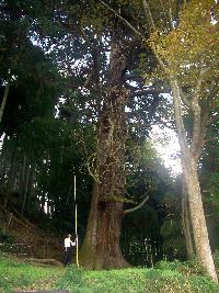 スギの木の写真
