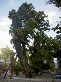 スギの木の写真