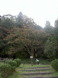 薄墨桜の木の写真