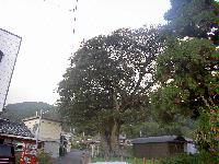 エノキの木の写真