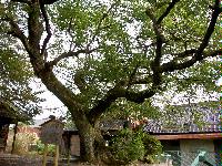 イヌザクラの木の写真