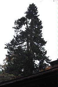 高野槙の木の写真
