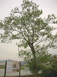 ヤナギの木の写真