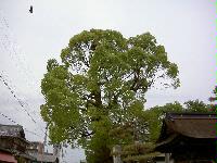 クスノキの木の写真