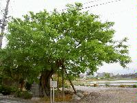 サイカチの木の写真