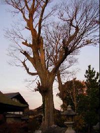ケヤキの木の写真