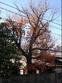 ハナノキの木の写真