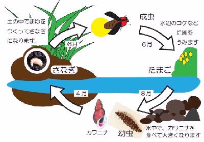 ホタルの一生