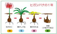 ヒガンバナの一生