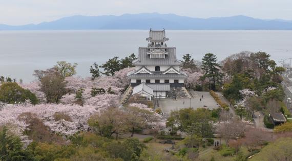 長浜城歴史博物館と桜