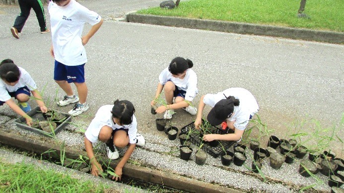 ヨシ苗ポットあげ作業をする中学生の様子