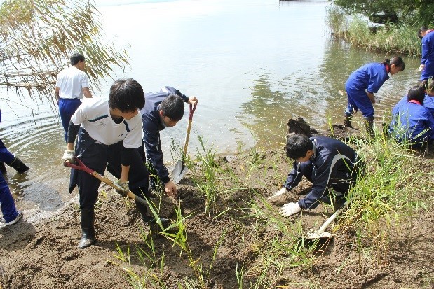 ヨシ植え付け作業をする中学生の様子