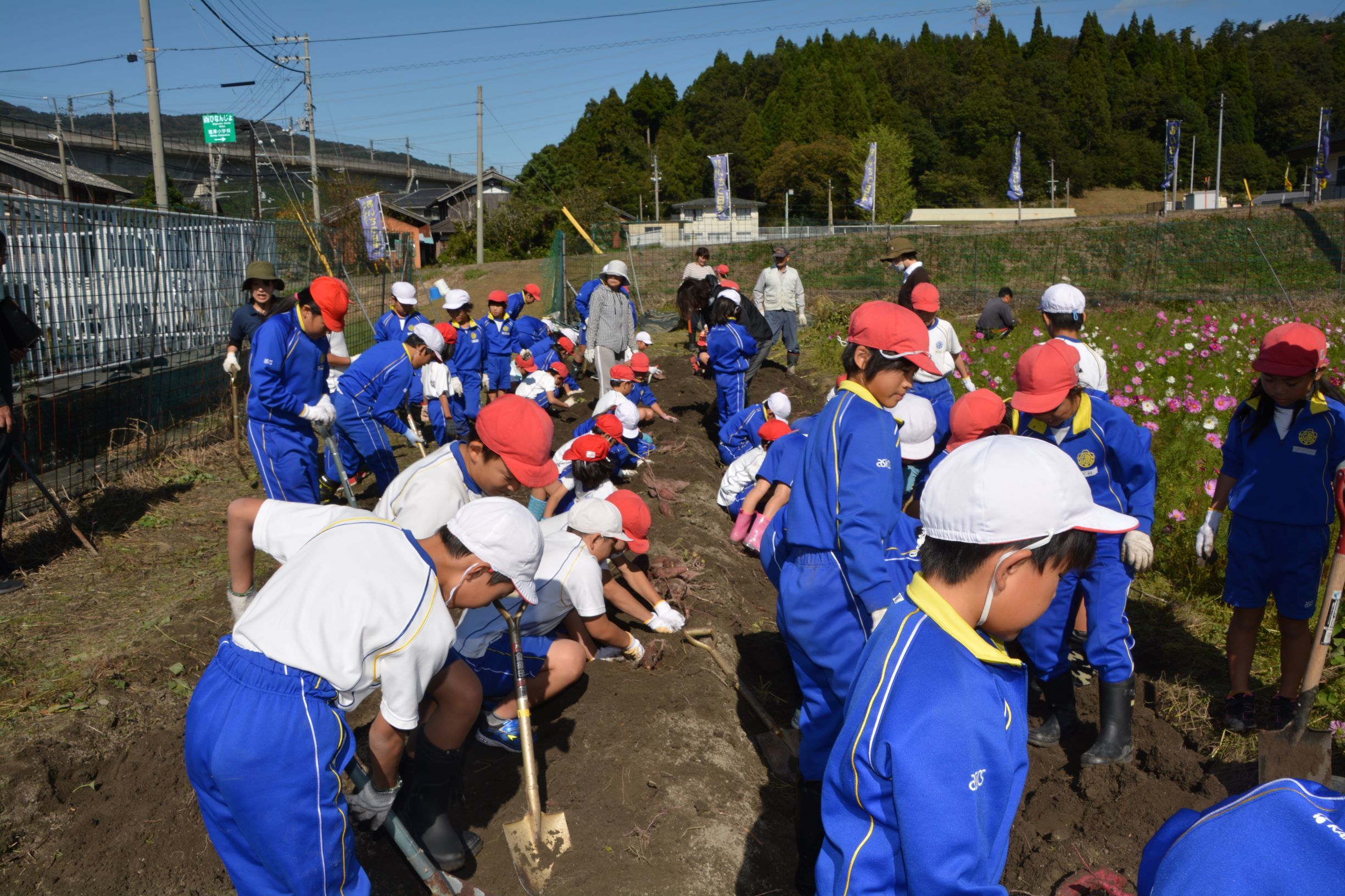 「たてわり活動で芋ほり」