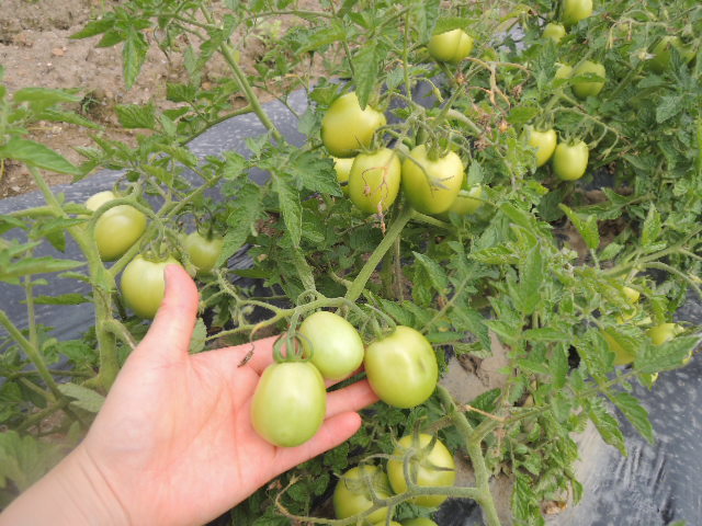 実証栽培】加工用トマト（産地化R3） | 長浜市