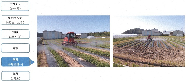 実証栽培】加工用トマト（産地化R3） | 長浜市