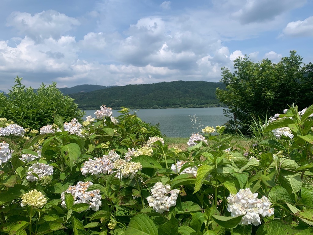 余呉湖あじさい