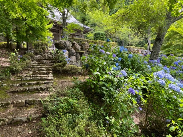 石道寺のあじさい