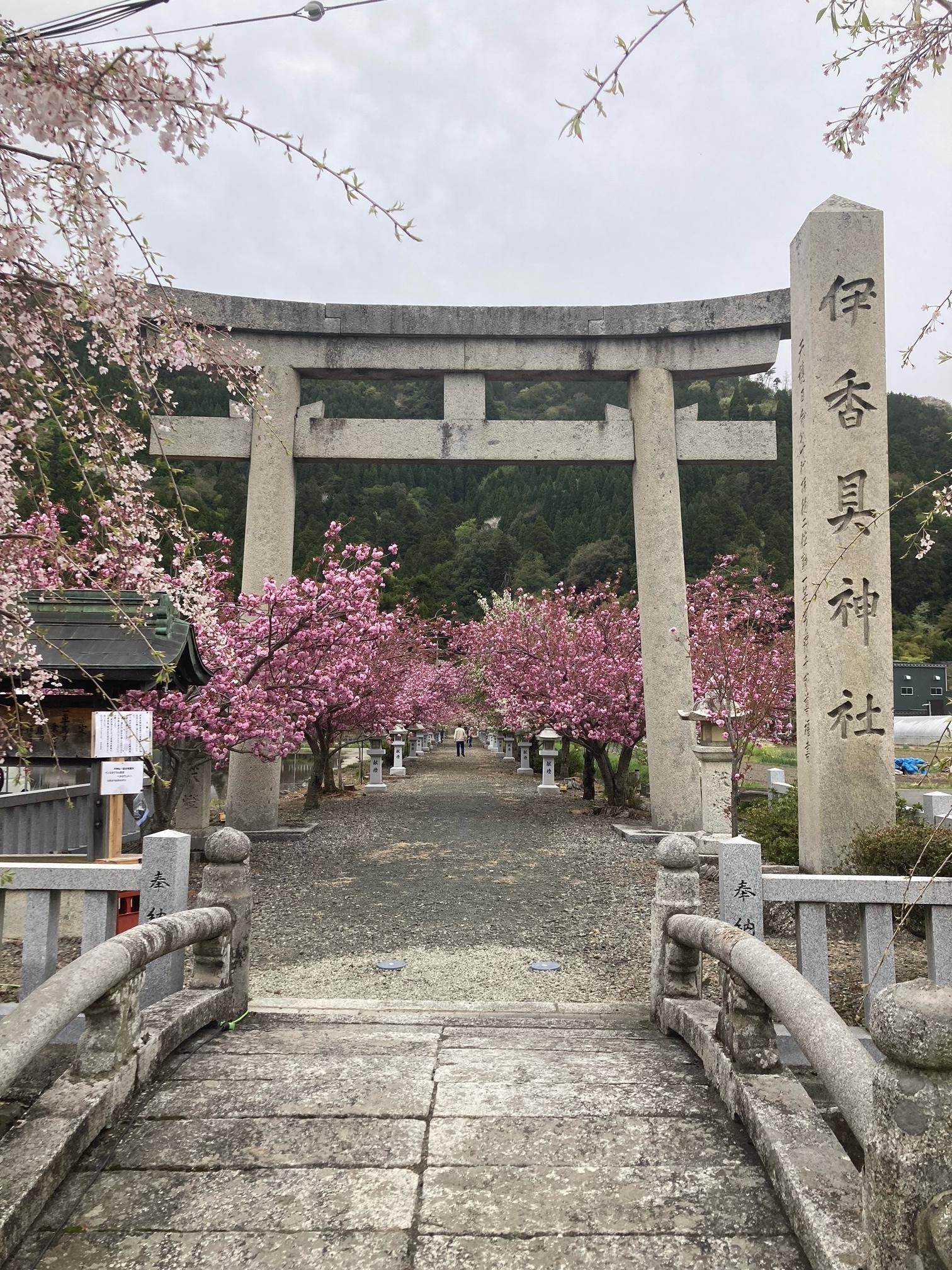 伊香具神社の八重桜