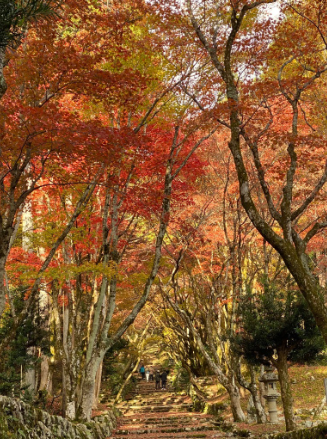 紅葉の様子