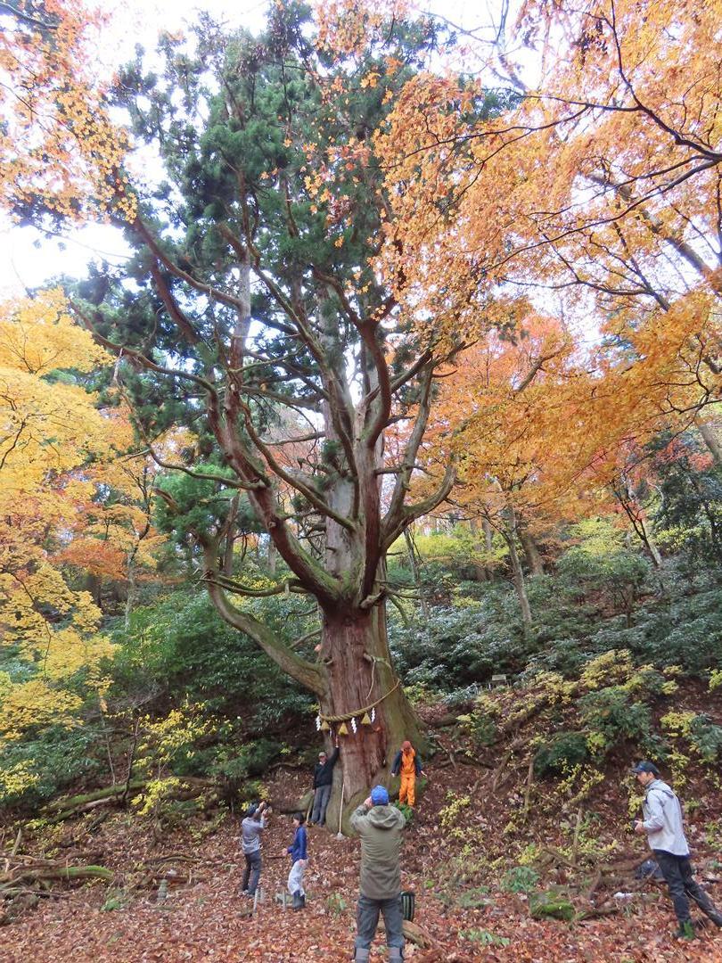 「樹齢1000年逆杉と史跡をたずねるトレッキング」の様子