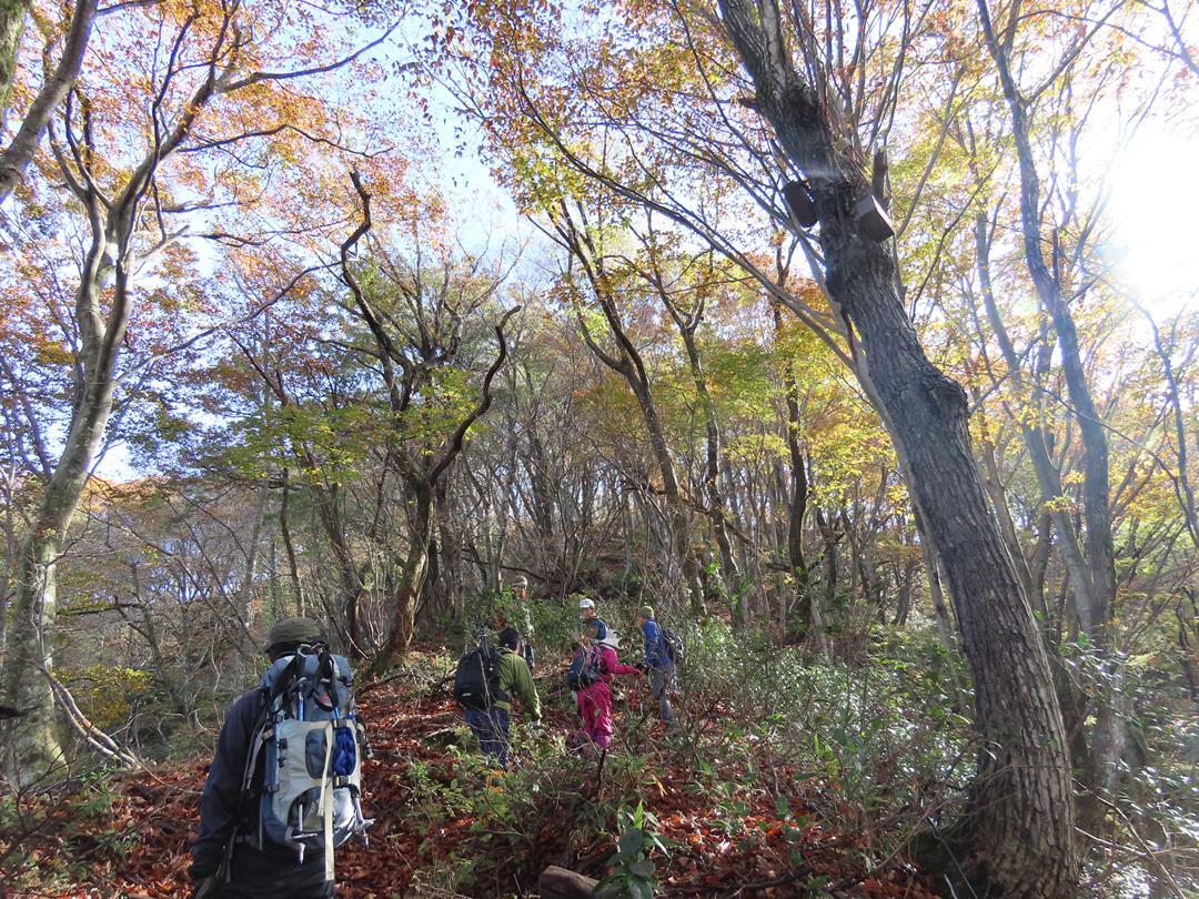 「琵琶湖の源流最北端の森　紅葉のブナ林ツアー」の様子