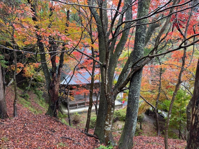 紅葉状況