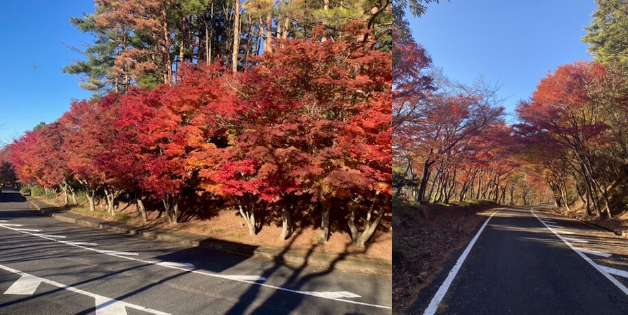 奥琵琶湖パークウェイの紅葉の様子