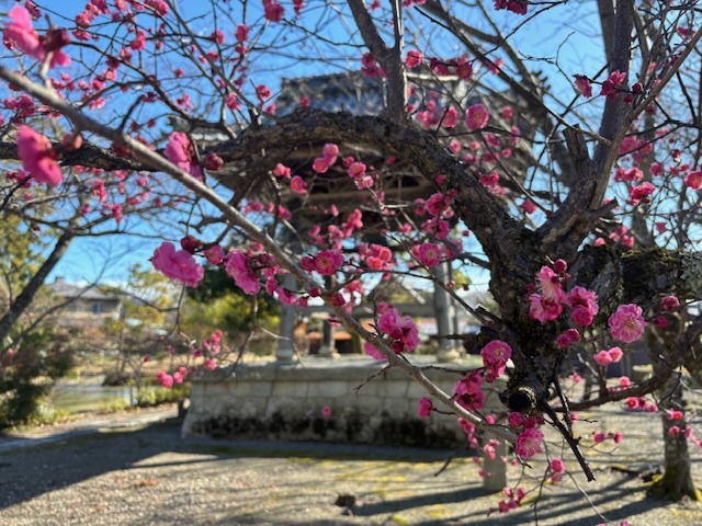 ウメの花