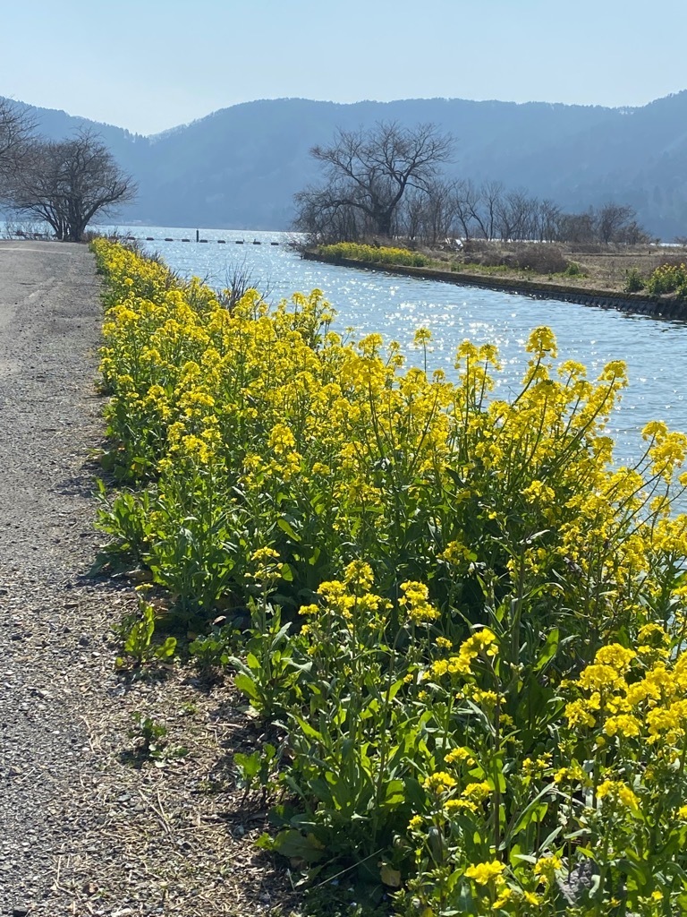 菜の花