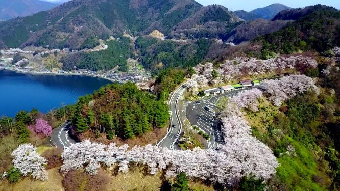 桜満開時の様子