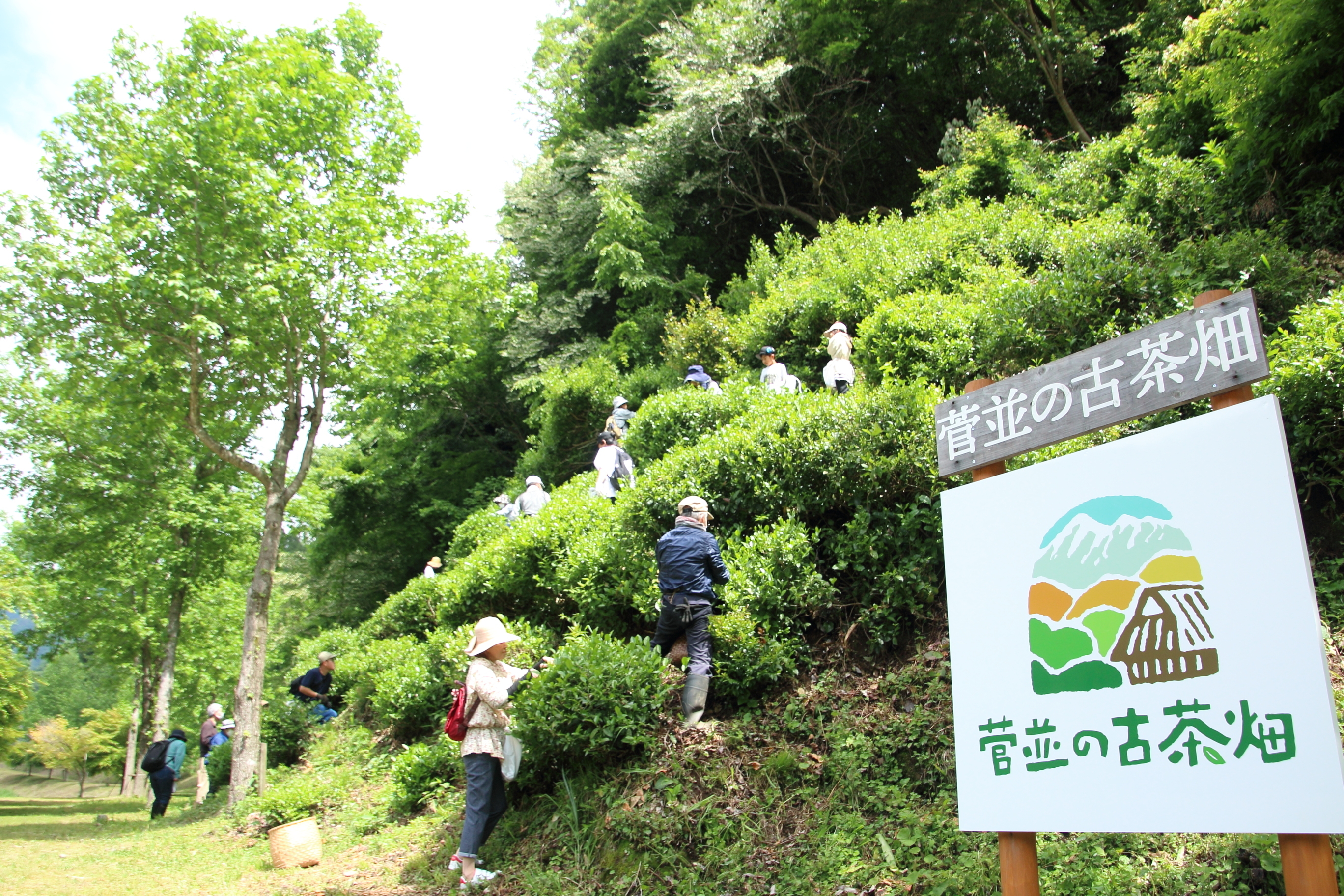 菅並茶摘み