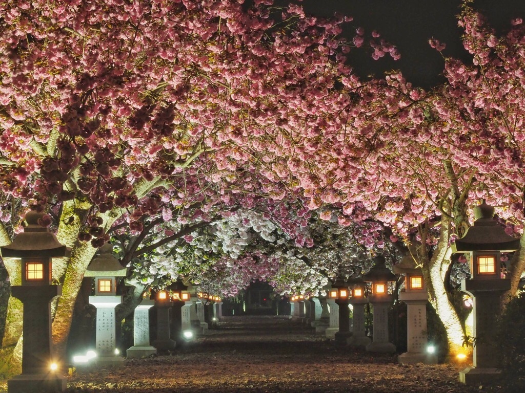 伊香具神社の八重桜夜間ライトアップ