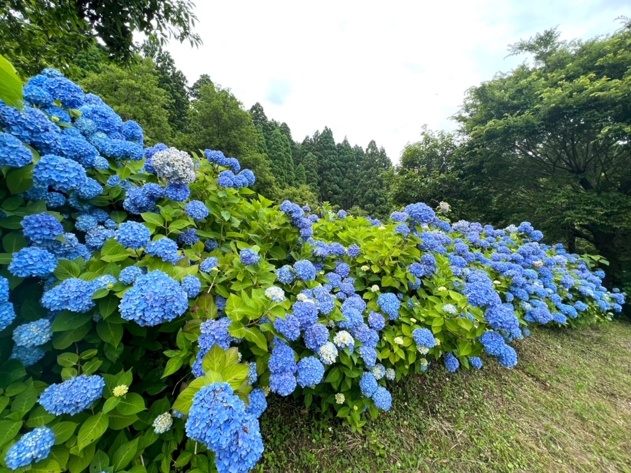 余呉湖あじさい園の東側のアジサイ写真