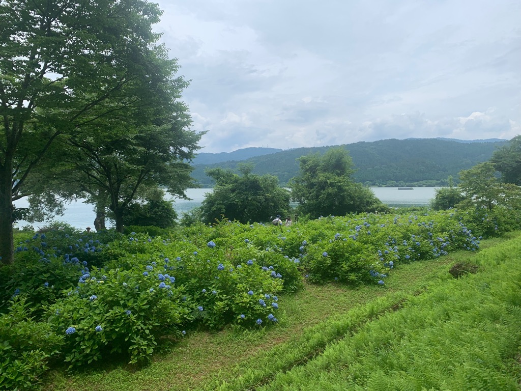 余呉湖あじさい園の東側のアジサイ写真