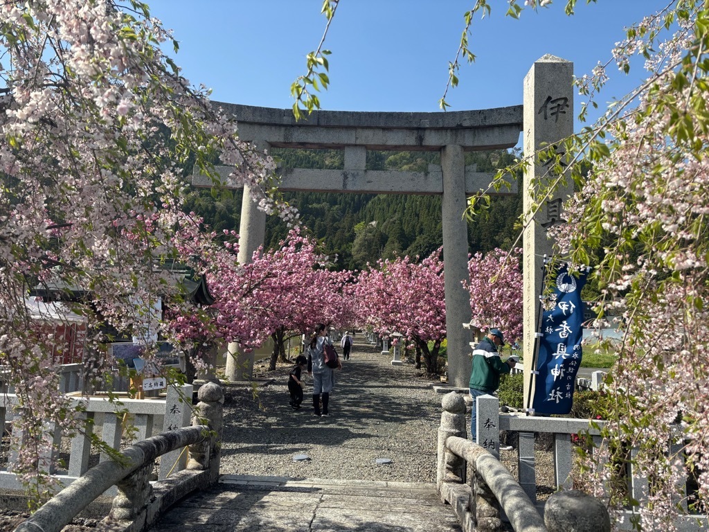 八重桜