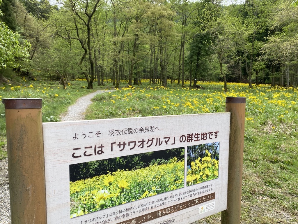 サワオグルマ看板の写真