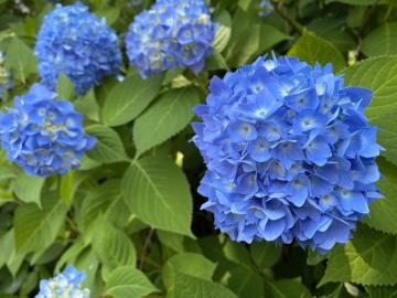 紫陽花の写真