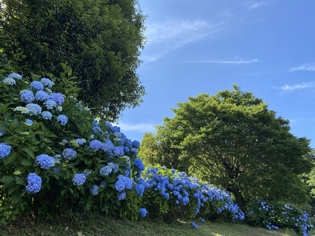 あじさいの写真