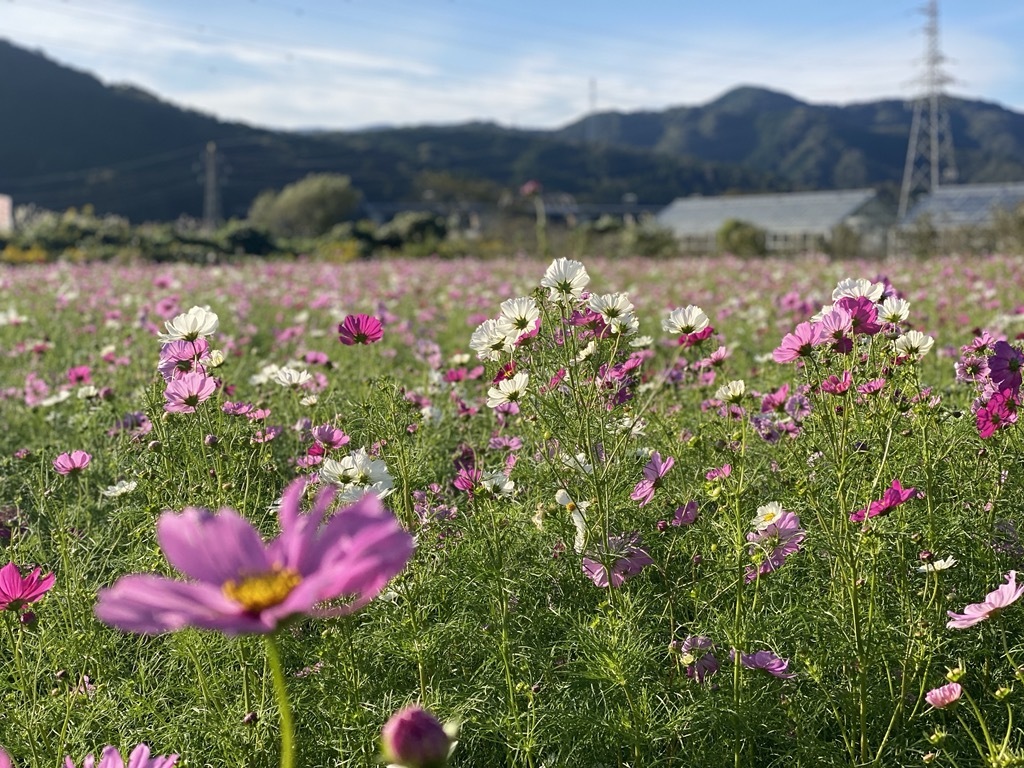 おはなばたけだいさくせんのコスモス