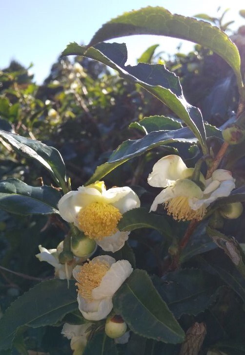 亀山茶の花