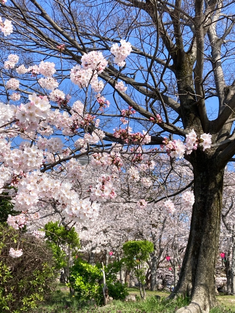 豊公園桜20250409
